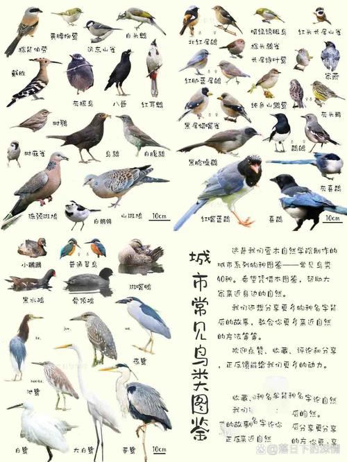 飞禽类都有哪些动物