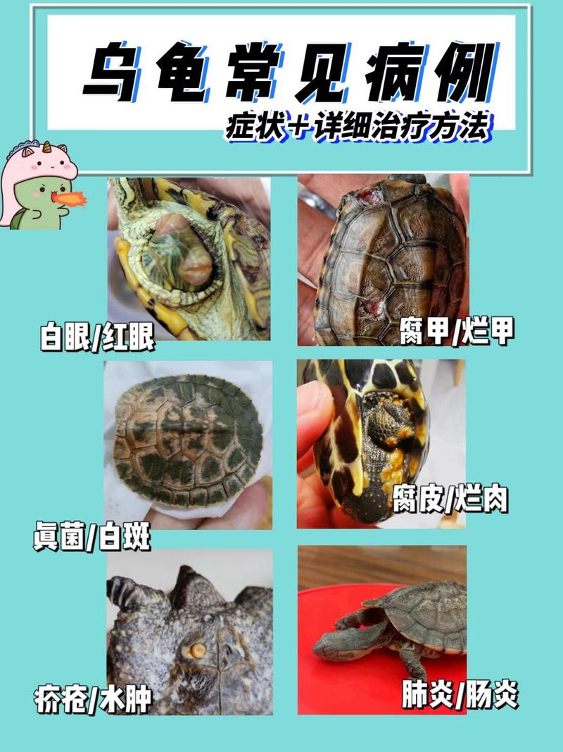 乌龟是否
被蚊子一咬就会死