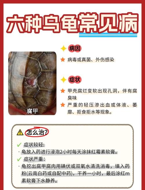 乌龟生病怎么办