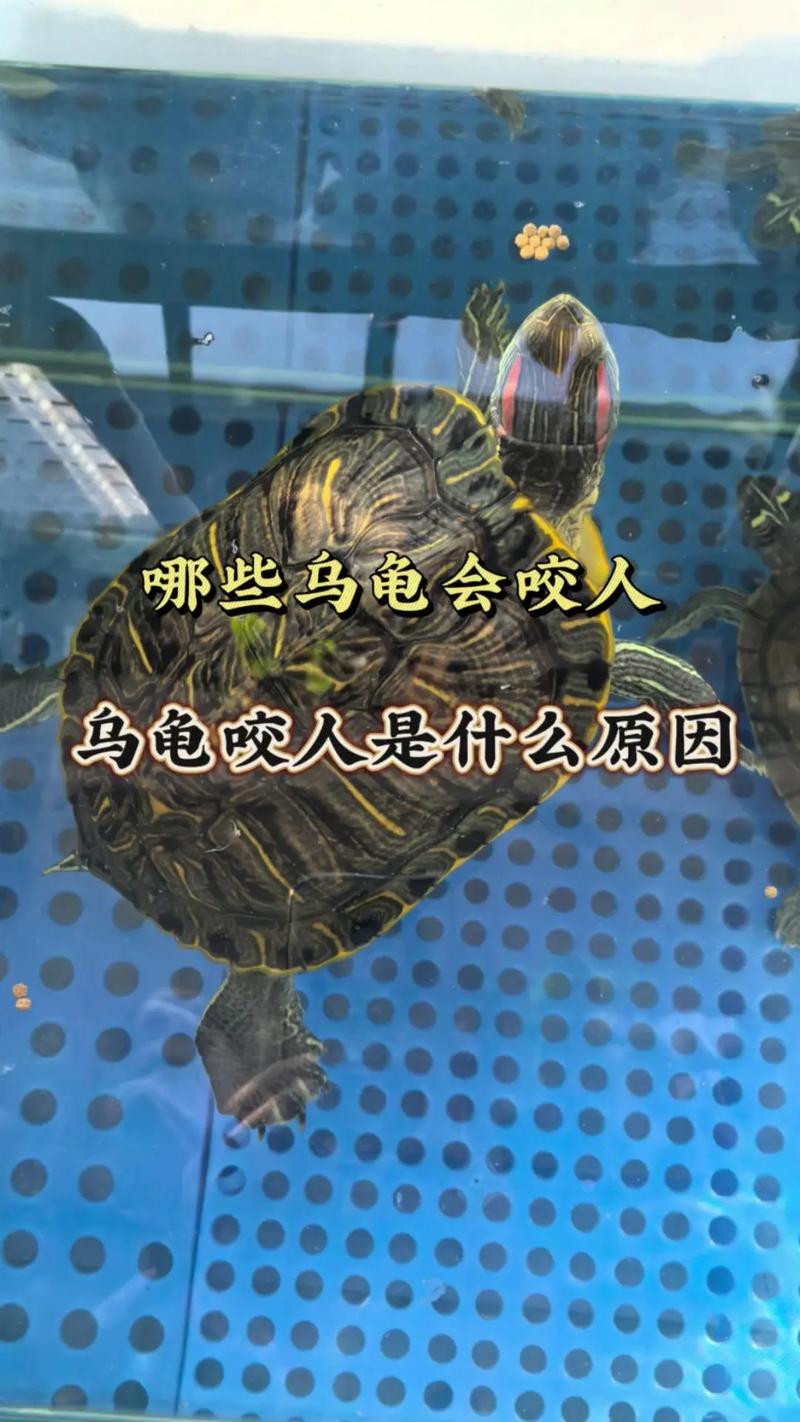 乌龟的介绍