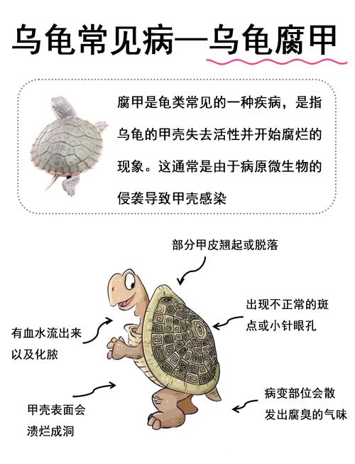 乌龟身上有白点肚皮壳腐烂有腐臭味