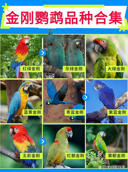 金刚鹦鹉多少钱一只?都有什么颜色?