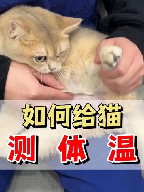 怎么给猫测体温