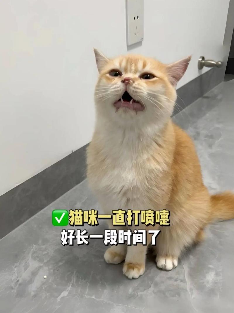 猫猫打喷嚏可以打疫苗吗