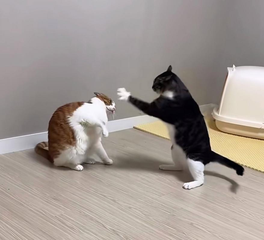 两只猫打架处理办法
