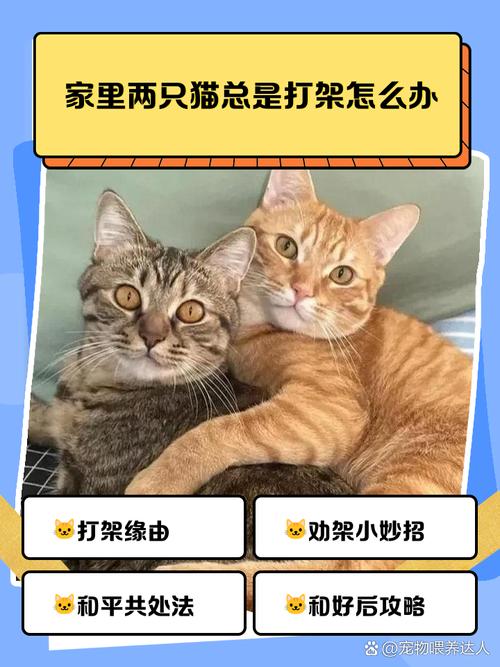 两只公猫打架处理办法千万不要贸然拉开