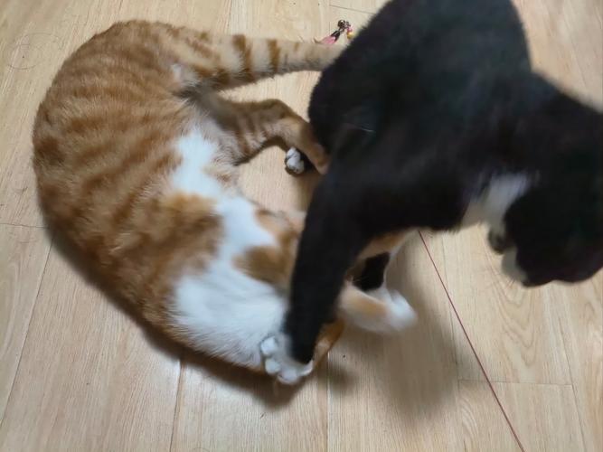 两只公猫打架怎么办