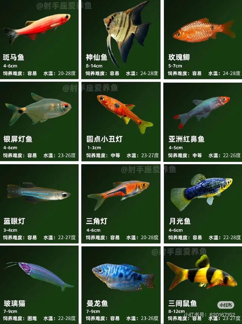 观赏鱼品种大全及图片和名字