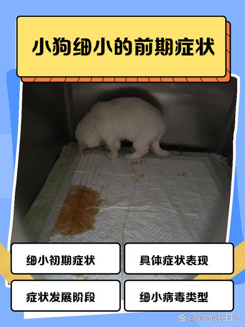狗狗细小的前兆怎么样的