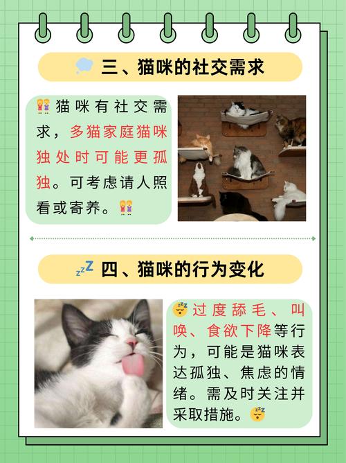 猫咪喜欢独处吗？猫喜欢独自还是群居？