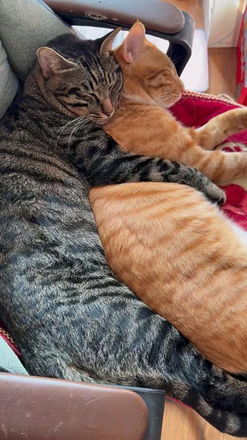 只养一只猫会孤独吗?