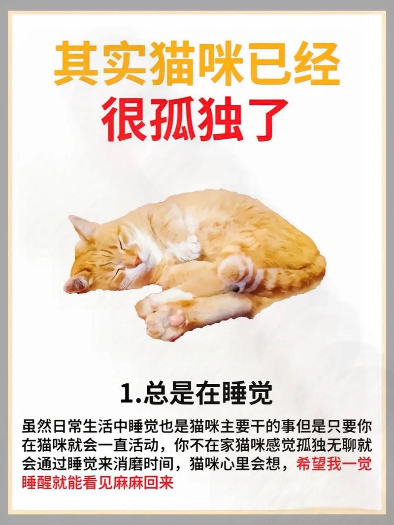 猫自己在家会孤单吗?