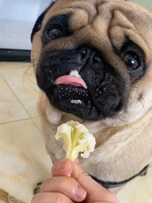 狗平时吃什么食物比较好
