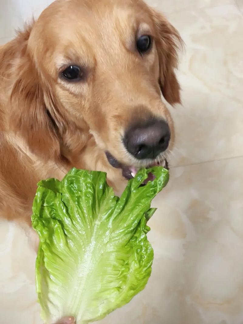 狗狗吃生菜花会不会有事?