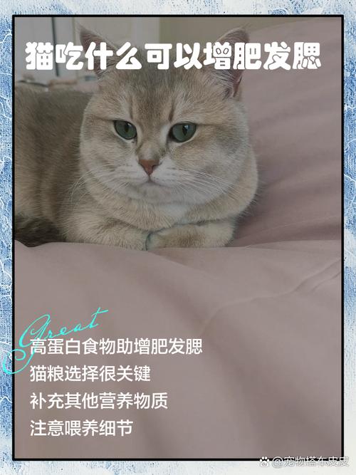猫吃什么可以增肥发腮?