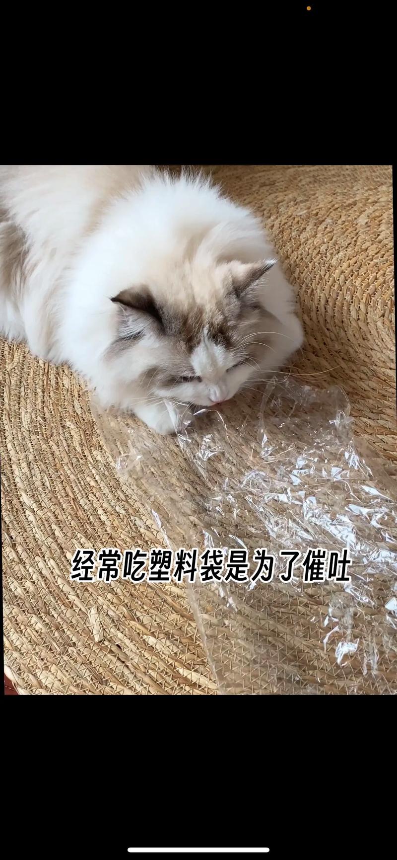 猫吃了塑料袋几天会死?