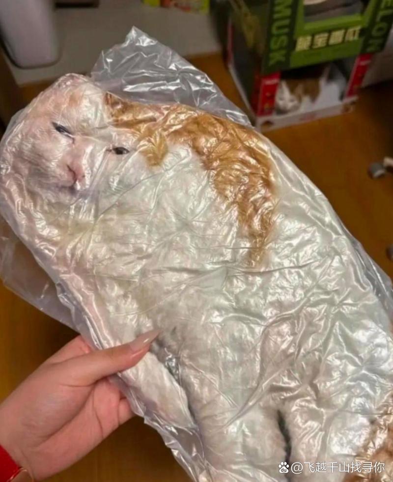 猫咪吃塑料袋会排出么