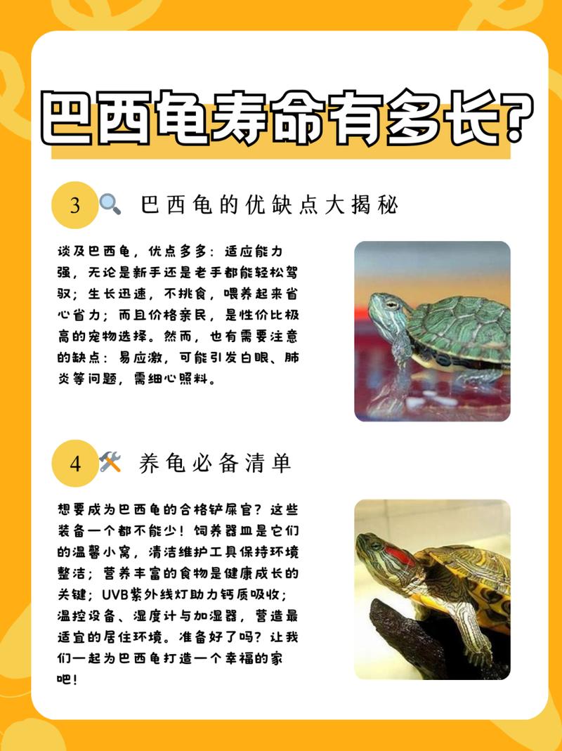 巴西龟的寿命如何?是否
所有龟都叫神龟呢?