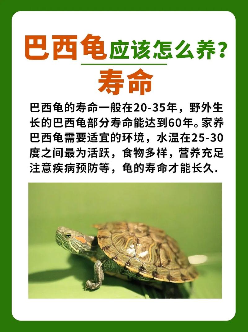 巴西龟比较多
可以活多久啊