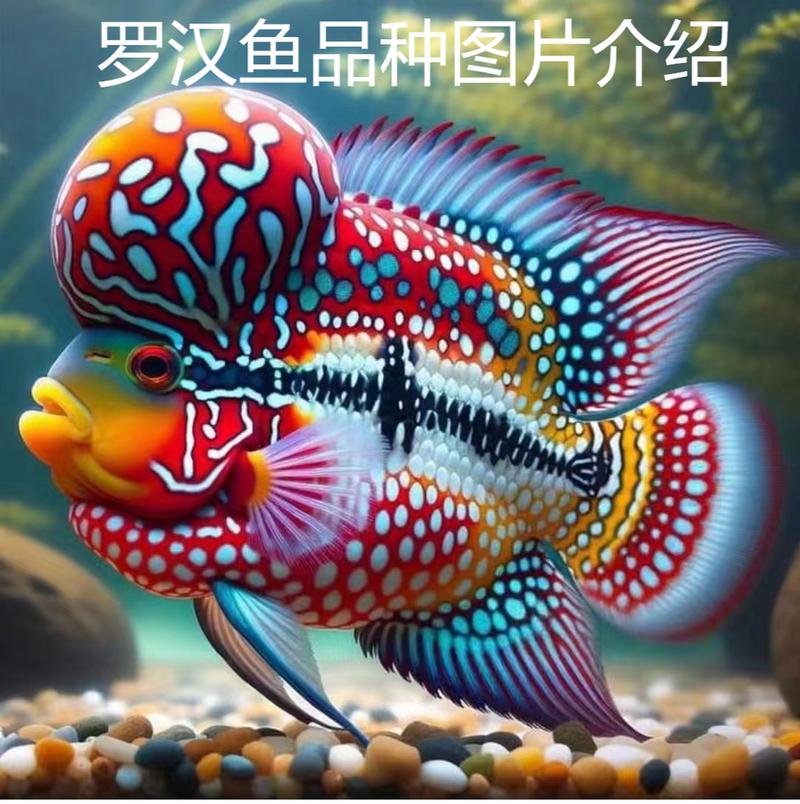花罗汉的品种与资料?