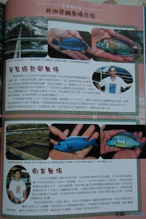 非洲慈鲷鱼故事的道理。