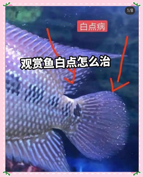 慈鲷鱼身上大片的变白是怎么回事