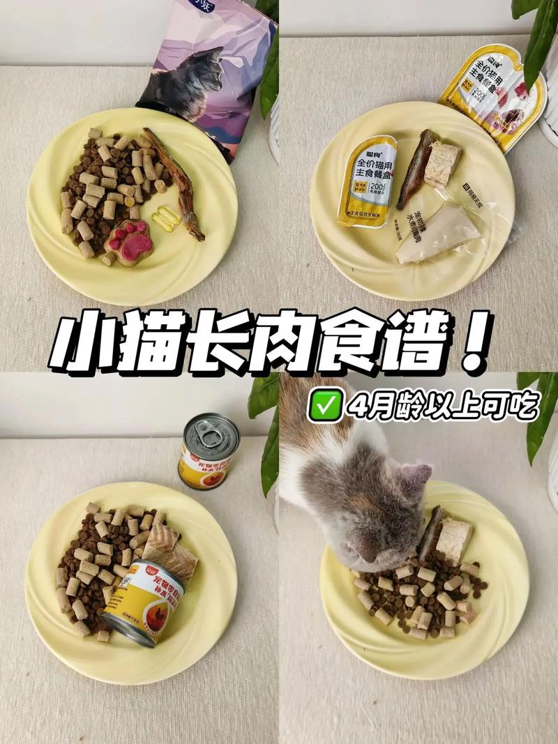 猫吃什么能长胖