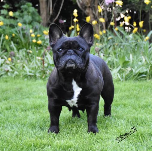 8种适合家养的小型犬,看有没有你想养的