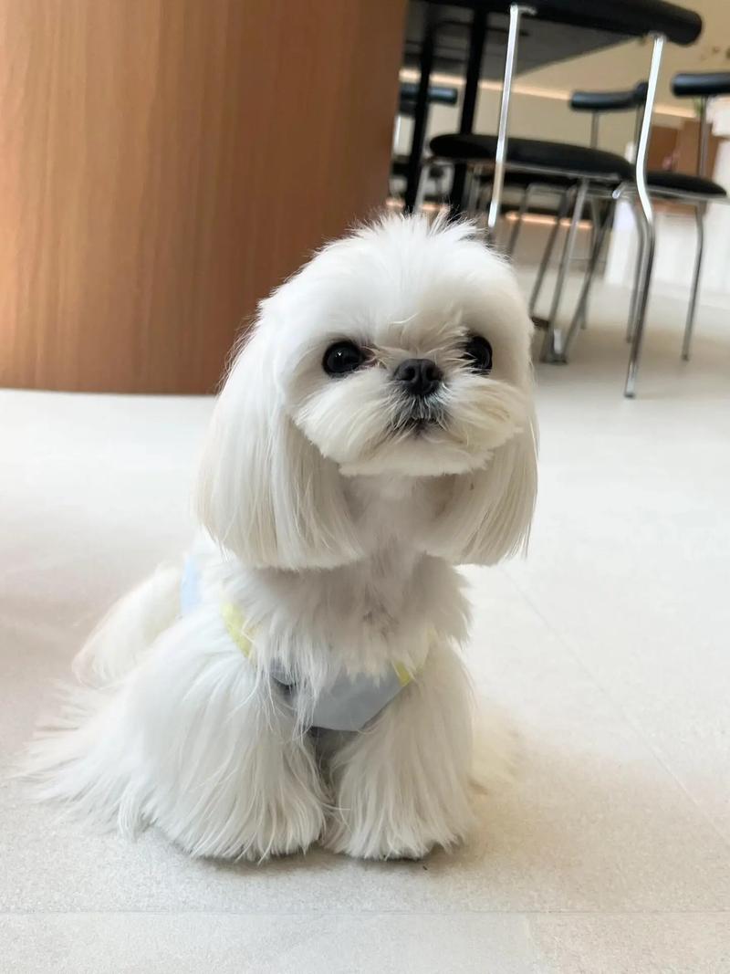 纯种马尔济斯费用
