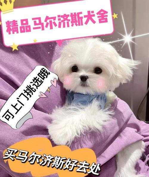 迷你马尔济斯犬