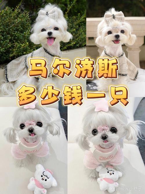 马尔济斯犬怎么样的?