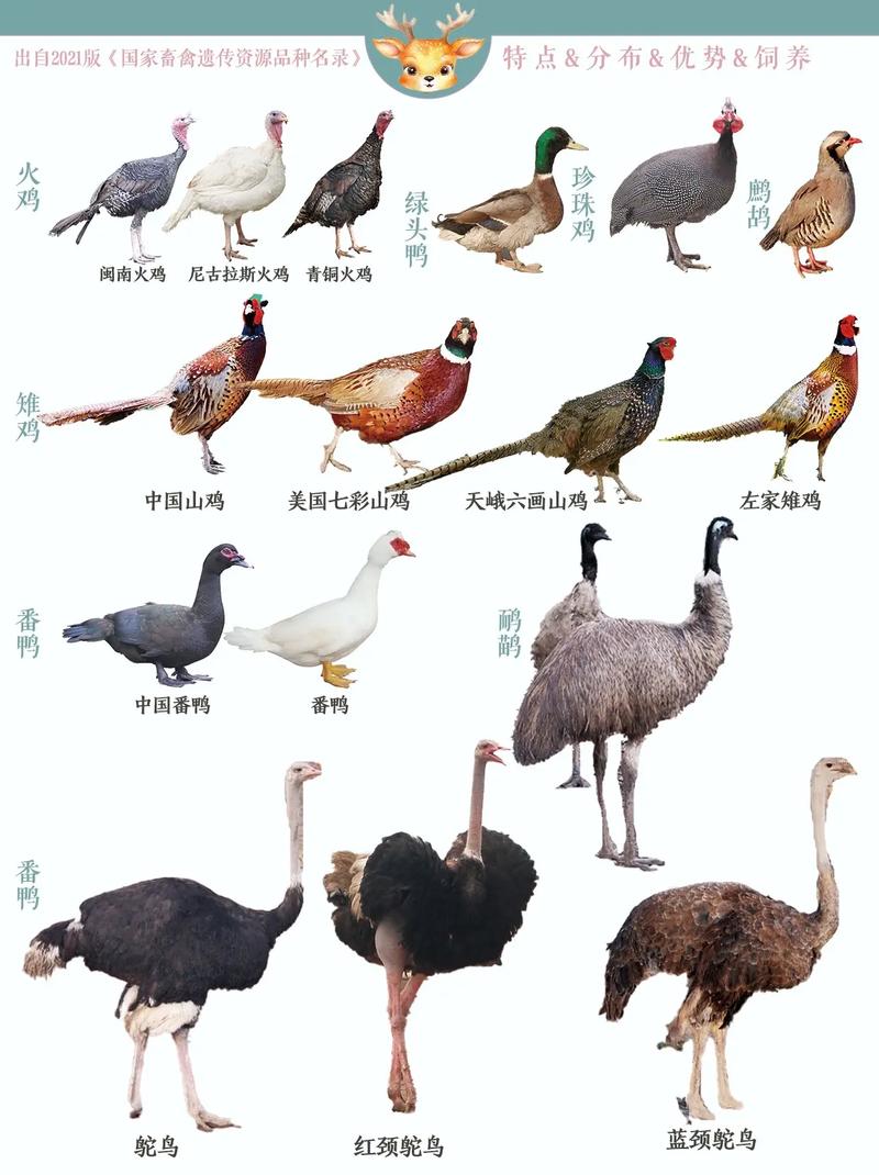 用100只动物写一篇童话故事?