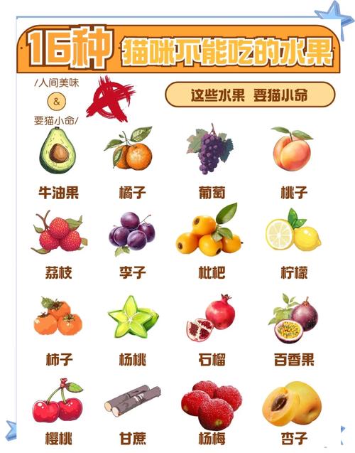 猫咪不能吃什么食物和水果
