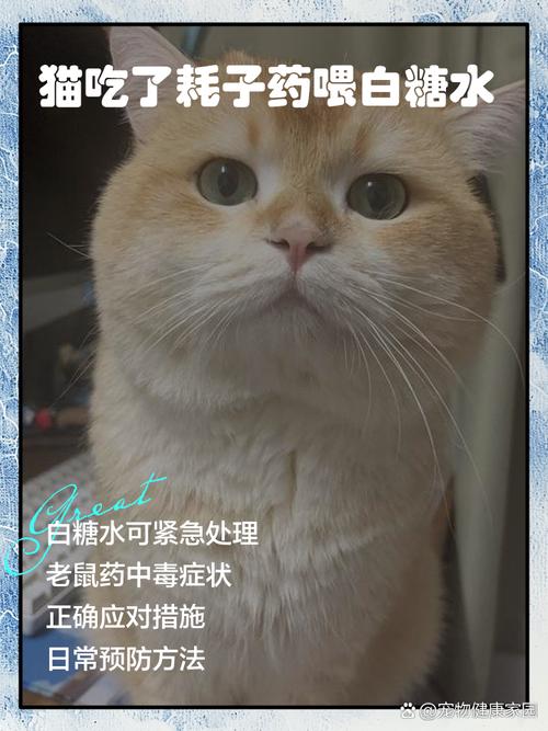 猫咪能喝白糖水吗