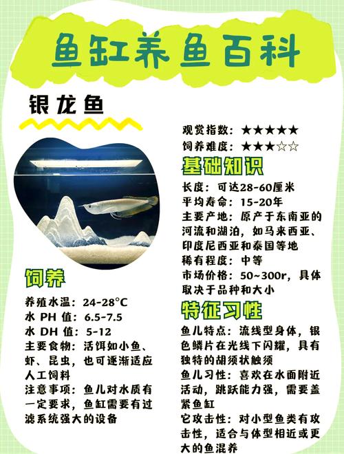 银龙鱼如何养?