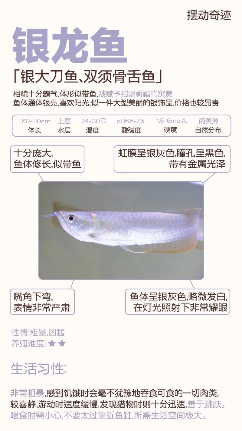 银龙鱼吃什么小鱼好