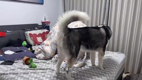 狗狗发情期几天