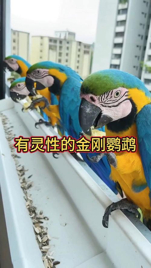 金刚鹦鹉要多少钱才能买到