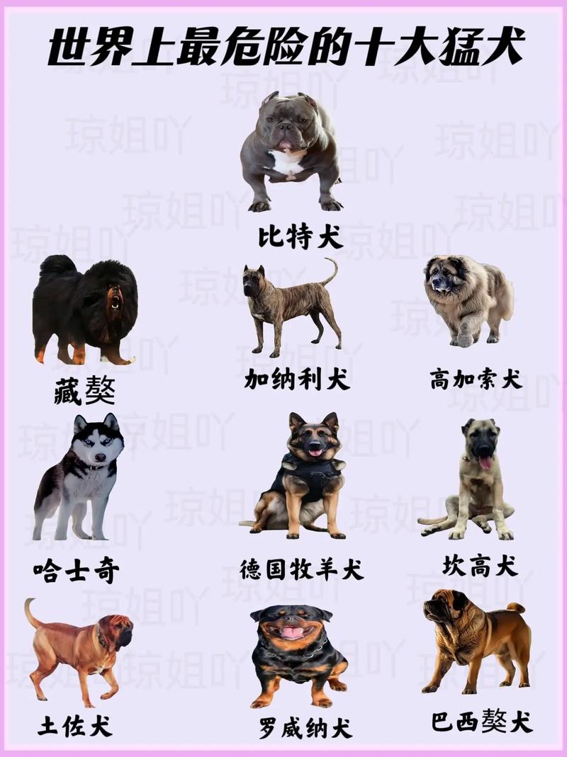 世界名犬排名前100图及名称