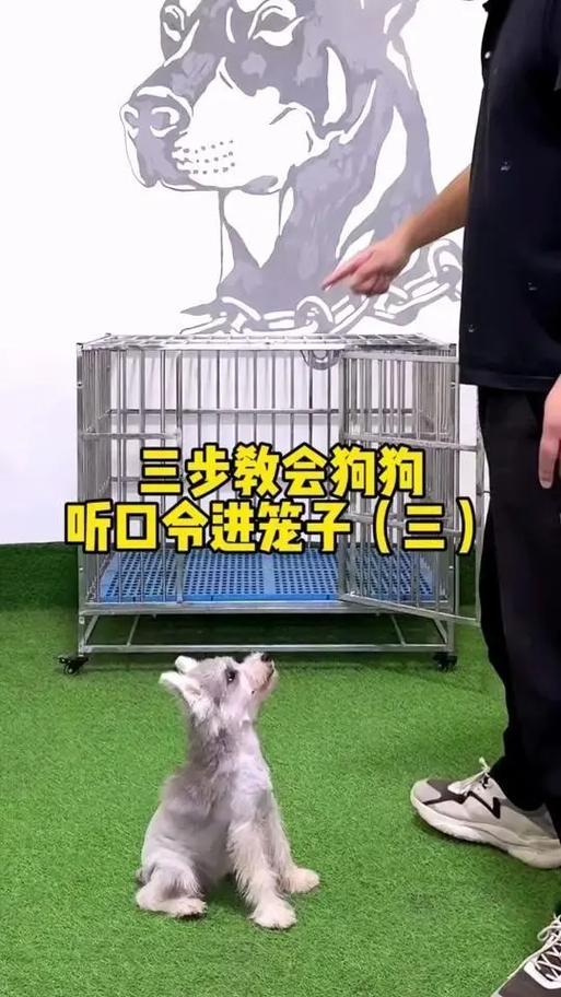 怎么让狗关笼子不叫唤