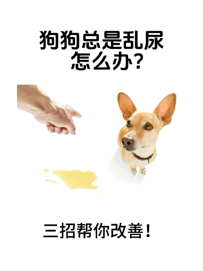 小狗乱尿怎么办最简单的方法