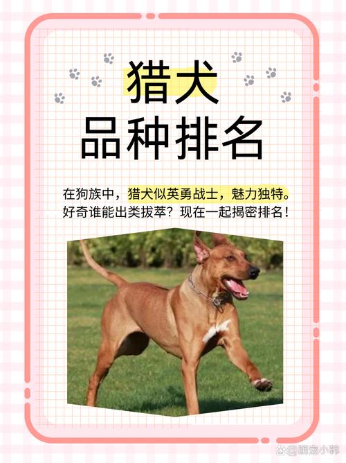 世界优秀猎犬排名前十
