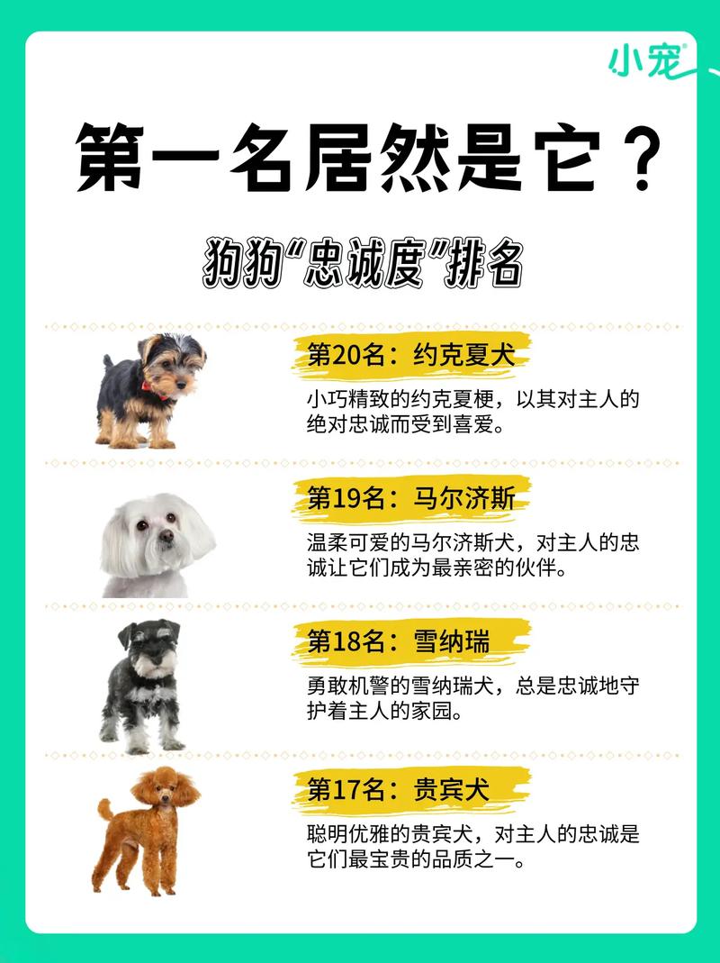 前十
最忠诚的狗排名(10大忠犬排名出炉)