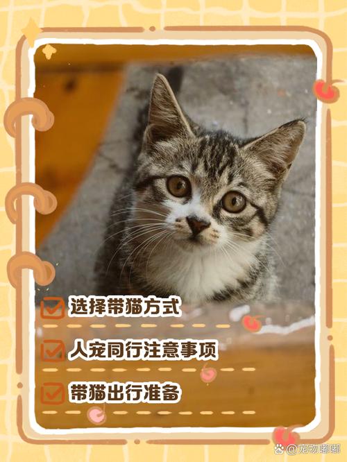 猫咪怎么带回家，猫咪怎么带回家坐高铁