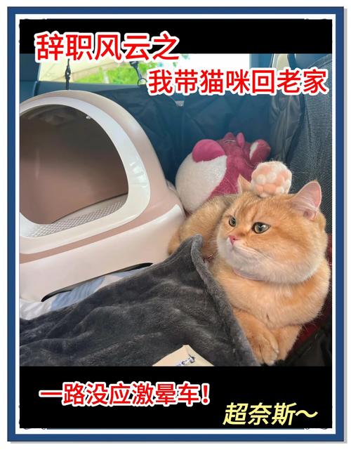 如何把养在学校的猫带回家?