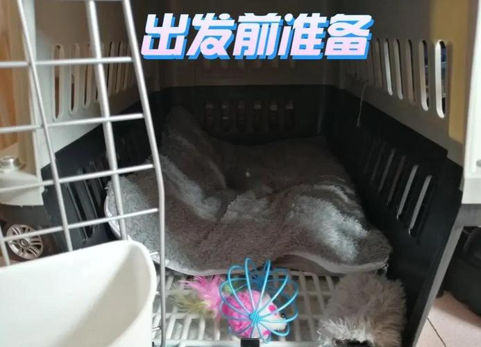 坐火车怎么样可以把一只猫带回家?要100%通过。