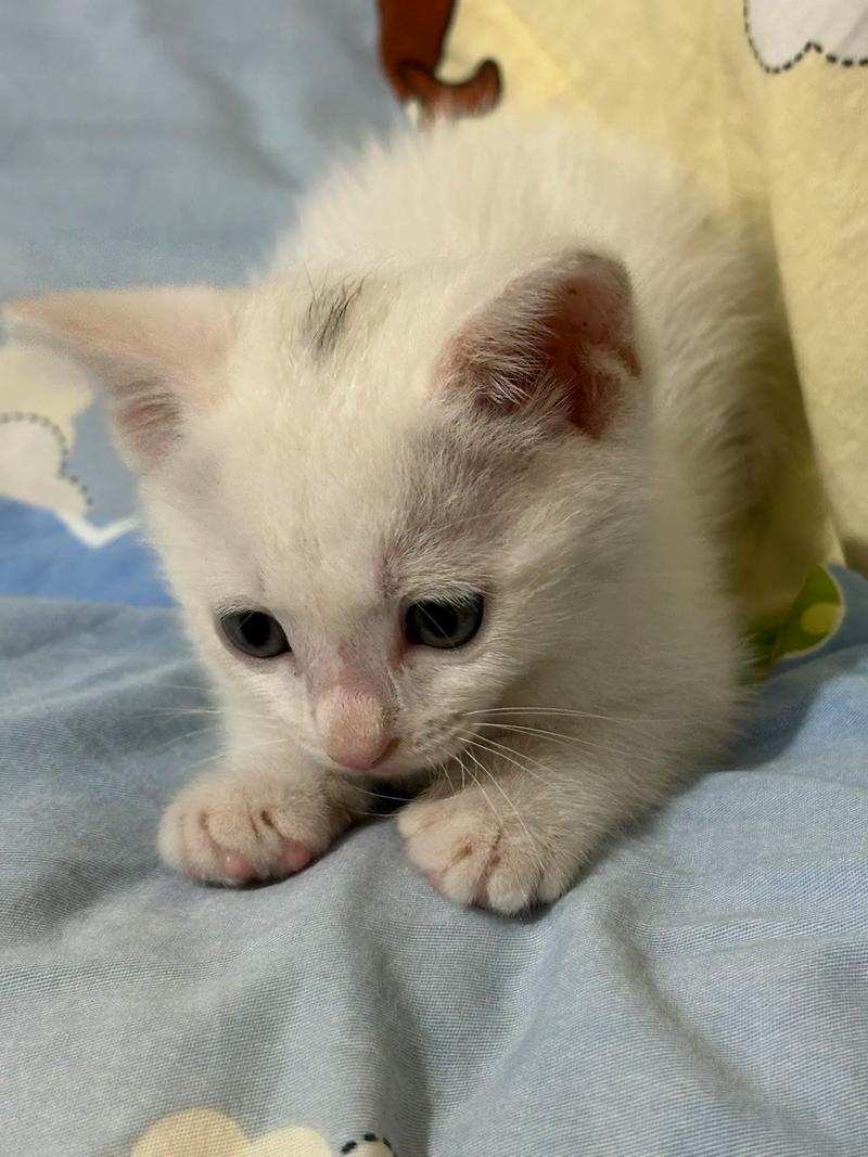 50天的猫咪吃什么