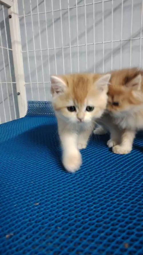 50天的小猫咪怎么喂养好