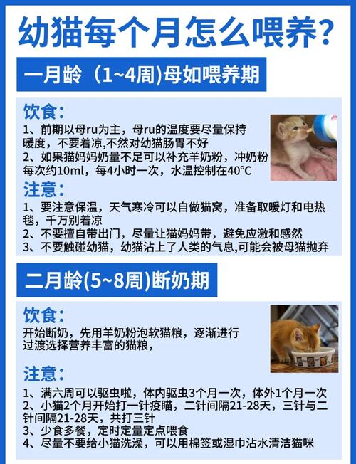 50天小猫吃什么好
