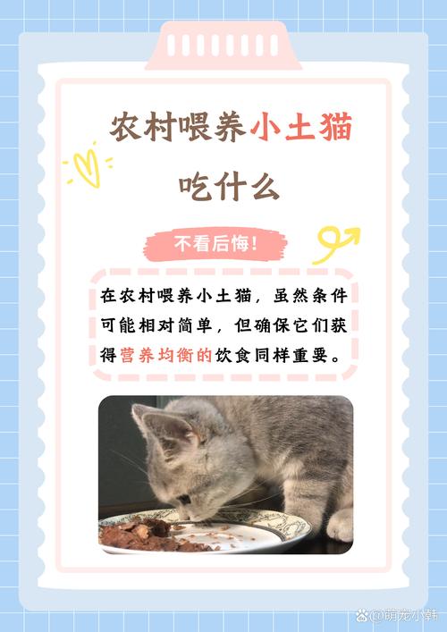 50天小猫可以吃什么好